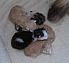 Corrigan and Mimi have babies-photos-general-cats-17-06-2011-040.jpg