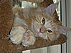 Now at 7 months... gingers for all!-p1010474.jpg