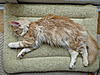 Now at 7 months... gingers for all!-p1010527.jpg
