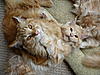 Now at 7 months... gingers for all!-p1010524.jpg