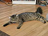 I am pretty sure my cat is atleast part Maine Coon.-p1010216.jpg