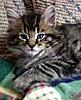 2 new Maine Coons in the family-hl7bmmmilo5-11-5-30w.jpg