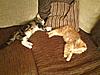 Click image for larger version. 

Name:	sleepy boys.jpg 
Views:	22 
Size:	75.9 KB 
ID:	3145