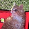 We have Babies-kittensgarden-033.jpg