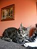 Introducing Dyman Dartagnan from Poland :)-dscn7940.jpg