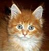 How Often Should You Bathe Your Maine Coon-mason-1.jpg