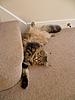 It's been a while and haven't they grown!-g-m5.jpg
