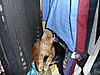 Thistleglen Teddy Boy-sam_2095.jpg