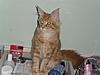 Thistleglen Teddy Boy-sam_2091.jpg
