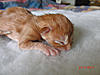 New arrival-saffi-litter-2-.jpg