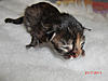New arrival-saffi-litter-4-.jpg