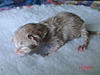New arrival-saffi-litter-5-.jpg