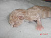 New arrival-saffi-litter-6-.jpg