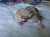 New arrival-saffi-litter-7-.jpg