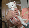 White Kitten: Decision Time!-sm-kitten.jpg