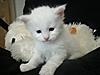 White Kitten: Decision Time!-gedc1389.jpg