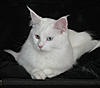 White Kitten: Decision Time!-sm-vincent.jpg