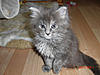 New arrival-gypsy-6-weeks-1.jpg
