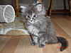 New arrival-gypsy-6-weeks-2.jpg