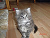 New arrival-gypsy-6-weeks-3.jpg