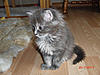 New arrival-gypsy-6-weeks-4.jpg