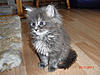 New arrival-gypsy-6-weeks-6.jpg