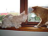 Jasper and Bailey-dsc03626.jpg