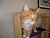 Jasper and Bailey-dsc03634.jpg