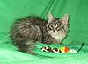 We have Babies-uk-cats-105.jpg
