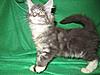 We have Babies-uk-cats-115.jpg