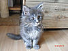 New arrival-gypsy-day46-.jpg