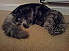 Click image for larger version. 

Name:	2011-07-17 22.30.24.jpg 
Views:	30 
Size:	92.7 KB 
ID:	3379