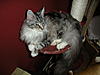 Bad litter tray habits - help needed!-dscn2373.jpg