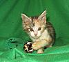 Corrigan and Mimi have babies-kitties-147.jpg