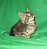 Corrigan and Mimi have babies-kitties-004.jpg