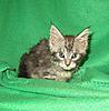 Corrigan and Mimi have babies-kitties-005.jpg