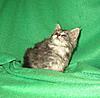 Corrigan and Mimi have babies-kitties-006.jpg