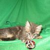 Corrigan and Mimi have babies-kitties-026.jpg