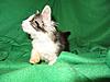 Corrigan and Mimi have babies-kitties-032.jpg