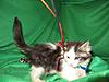 Corrigan and Mimi have babies-kitties-037.jpg