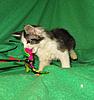 Corrigan and Mimi have babies-kitties-038.jpg