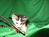 Corrigan and Mimi have babies-kitties-044.jpg