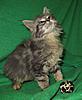 Corrigan and Mimi have babies-kitties-051.jpg