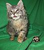 Corrigan and Mimi have babies-kitties-052.jpg