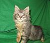 Corrigan and Mimi have babies-kitties-056.jpg