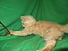 Corrigan and Mimi have babies-kitties-065.jpg