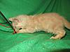 Corrigan and Mimi have babies-kitties-066.jpg