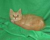 Corrigan and Mimi have babies-kitties-071.jpg