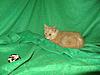 Corrigan and Mimi have babies-kitties-074.jpg