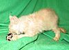 Corrigan and Mimi have babies-kitties-075.jpg